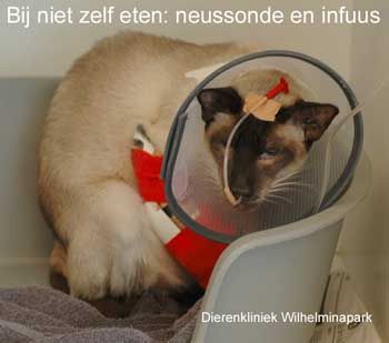 Een kat met pancreatitis aan het infuus en met een neussonde